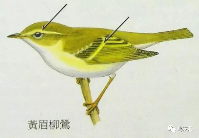 黄腰柳莺:有黄腰,有黄色头央线,淡黄翼布1.5~2条,体色较黄绿